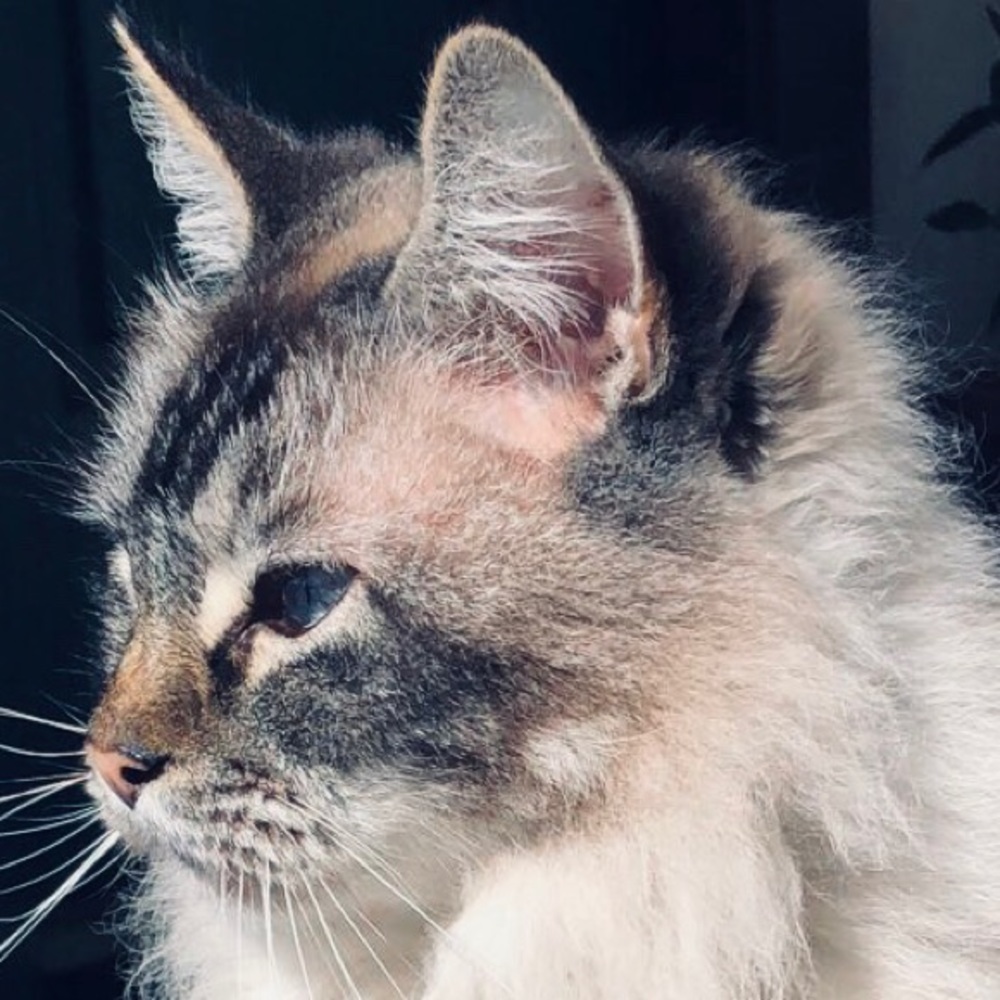 Meet your Posher, Dali